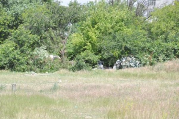 Goniţi acum 2-3 săptămâni, ţiganii şi-au reinstalat cortul la doi paşi de staţiunea Mamaia